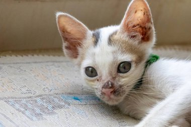 Sevimli beyaz kedi yavrusu dinlenmek için halıya yerleşiyor. Bu evcil kedinin büyüleyici bir portresi, tatlı tatlı bakıyor..