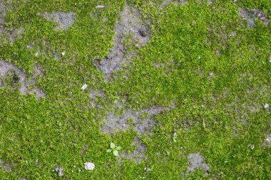 Toprakta yetişen yeşil yosunlar. Canlı doğal bitki örtüsünün detaylı yakın plan dokusu.