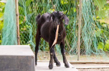 Kara Bengal keçisi (Capra hircus) Bangladeş 'te köy merdivenlerinde durmuş kuru bambu yaprakları yiyor. Evcil hayvan çiftçiliğinde yaygın bir manzara..