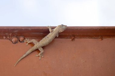 Gecko Hanedanı (Hemidactylus Frenatus) metal bir kapıya yakın çekim yapar. Bu genel kertenkeleye tiktiki, chipkali ya da ay kertenkelesi de denir..