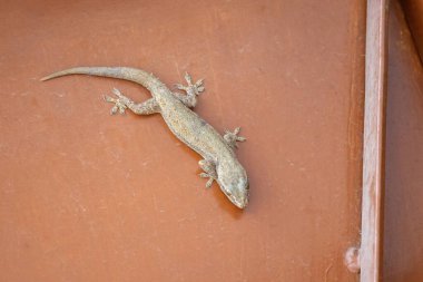 Metal bir kapıda, Kertenkele Evi 'nin (Hemidactylus Frenatus) yakın çekimi. Tiktiki, chipkali, Asyalı kertenkele ya da duvar kertenkelesi olarak da bilinir..