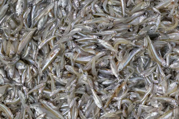 Taze çiğ Kachki balığı, benzersiz dokusunu sergiliyor. Bu küçük Hint Nehri Shad, aynı zamanda Corica soborna olarak da bilinir, Bangladeş ve Güney Asya nehirlerinde yaygın bir bulgudur..