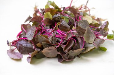 Kırmızı ıspanak sürüsü, Amaranthus Dubius yakın plan, beyaz üzerine izole edilmiş. Taze, sağlıklı sebzeler. Bangladeş 'te lal the Bangladesh olarak bilinir. Gıda ve sağlık kavramları için mükemmeldir..