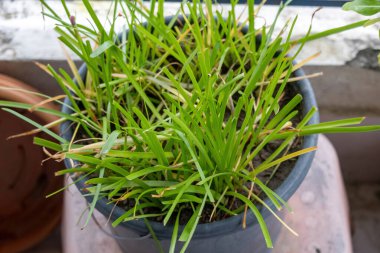 Canlı kireç yeşili Lomandra yapraklarının yakın çekimi, bir Shorty Mat Rush bitkisi, bir ev balkon bahçesinde gelişiyor. Bahçe işleri ve doğa temalı projeler için mükemmel..