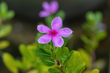 Yapraklarında taze yağmur damlaları olan güzel bir gül menekşesi çiçeği (Catharanthus roseus). Madagaskar menekşesi, Nayantara ve mezarlık bitkisi olarak da bilinir..