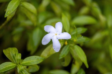 Çiçek açan bir Crape Jasmine 'in (Tabernaemontana divaricata) yakın çekimi, aynı zamanda Fırıldak Çiçeği veya Süt Çiçeği olarak da bilinir..