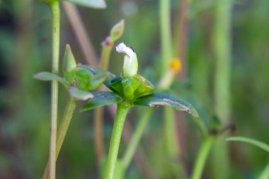 Doğal alanda bulanık arka plana sahip kır çiçeğinin ayrıntıları