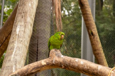 Tropikal ormandaki bir dala tünemiş yeşil muhabbet kuşu..