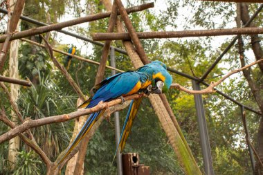 Mavi-sarı papağan (Ara ararauna) tropikal ormandaki dallara tünemiştir..