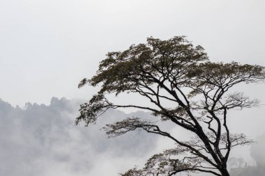 Sis ile kaplı bir dağ sırasındaki Atlantik ormanı