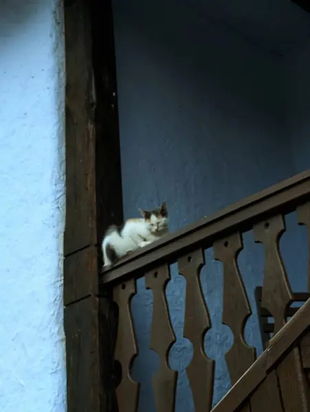 Sıcak Kedi Siesta: Verandanın Sıcaklığı 'nda Hayal Etmek Bir kedinin sıcacık sıcacık rüyasını kucaklamak o ahşap verandada. Kedi dostumuz için evim güzel evim!