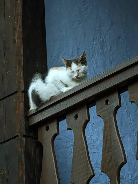 Slumenity in Slumber: Cat Napping on Wooden Sundurması 