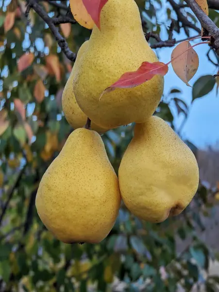 Autumn\'s Bounty: Three Yellow Pears on the Tree.
