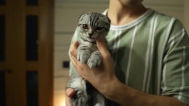Sahibi ile İskoç Katlanan Kedi Eğlencesi