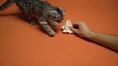 İskoç Katlayan Kedi 'nin Sahibi ile Oyuncu Anları