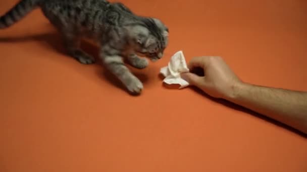 Scottish Fold Cat Playful Moments Med Ägaren — Stockvideo