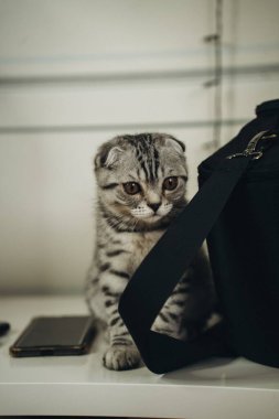 İskoç Katlanan Kedi Düşünerek Bakar