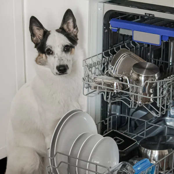 a dog in the kitchen