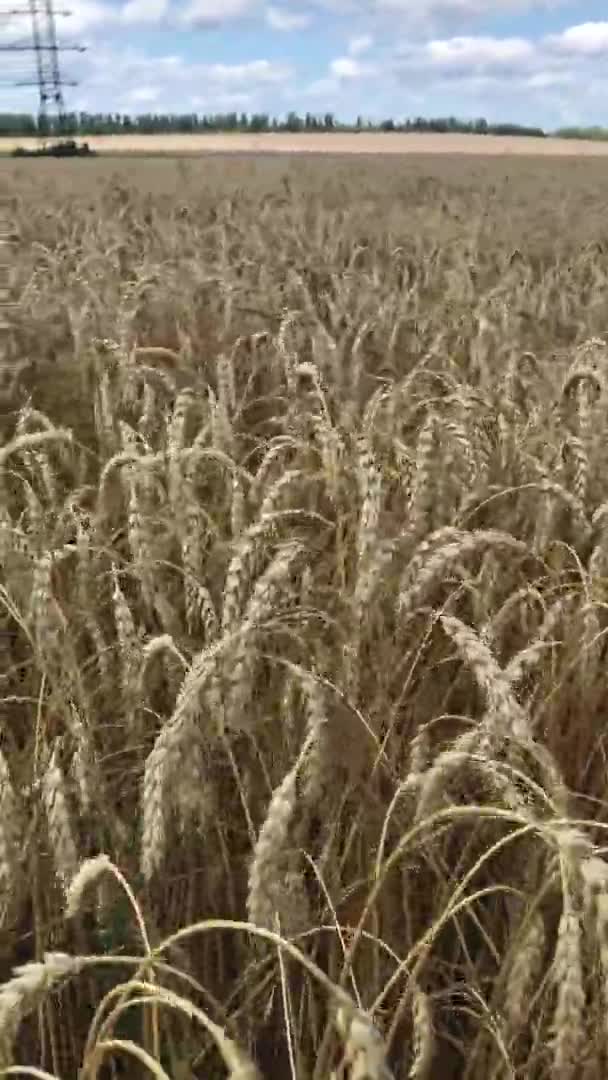 Campo Grano Campagna — Video Stock