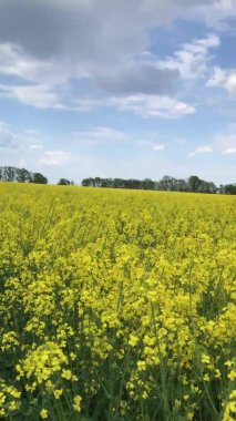 Kış tecavüzü çiçek açar. Geniş bir alan. Tarım. Şalgam çiçekleri gökyüzüne uzanıyor. Avrupa 'nın uçsuz bucaksız manzaralarının tadını çıkar.