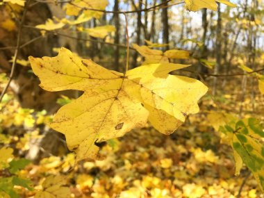 autumn leaves, flora in nature