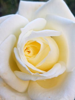 Güzel gül yaprakları, bitkiler