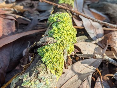 Ağaçta yeşil yosun