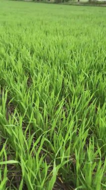 Sabah tarlada yeşil çimenler 