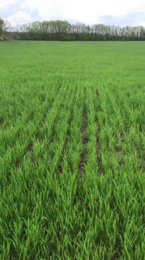 Sabah tarlada yeşil çimenler 