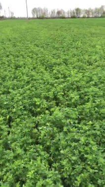 Baharda taze soya tohumu