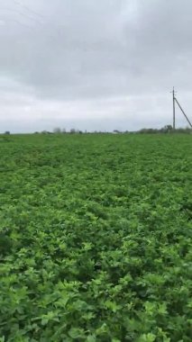 Kırsalda patates tarlası