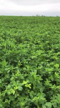 Yeşil, genç bitkilerle dolu bir arazi, doğal bir fotoğraf.