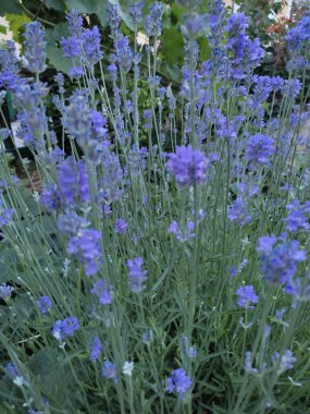 Bahçedeki lavanta çiçekleri