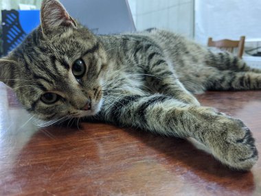 Kedi yerde yatıyor.