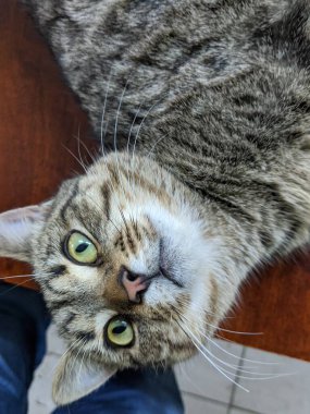 Şirin evcil kedi manzarası