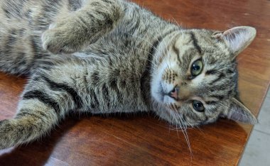 Büyük gözlü kedi.