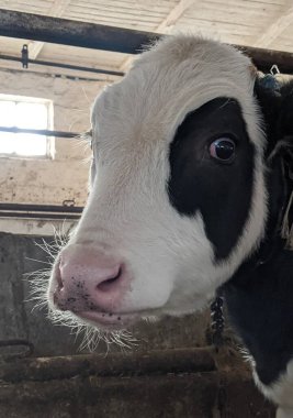 Çiftlikteki genç bir ineğin portresi