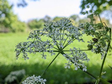 Güzel botanik fotoğrafı, doğal duvar kağıdı.
