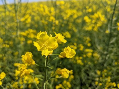 Bahçedeki sarı çiçekler