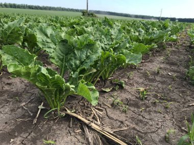 Genç mısır tarlasında