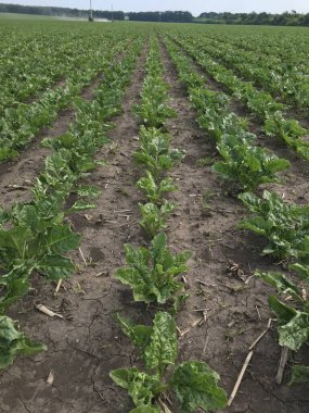 Tarlada yetişen yeşil fasulyeler