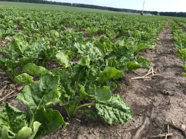 Tarlada yeşil marul yaprakları