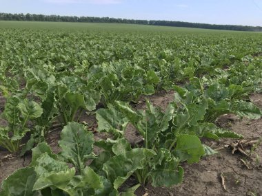 yeşil tarla yaprakları