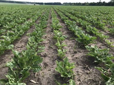 yeşil lahana tarlası