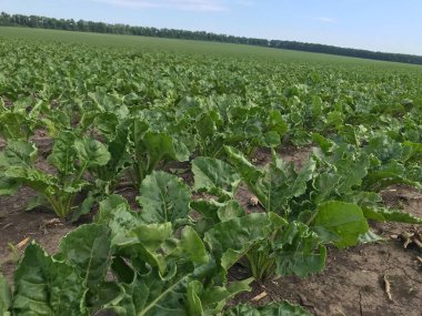 Kırsalda yeşil mısır tarlası