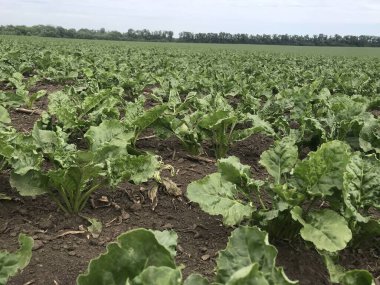 yeşil lahana tarlada