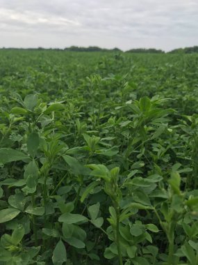 Bahçedeki yeşil çay tarlası