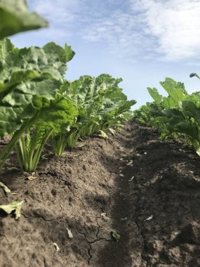 Serada büyüyen yeşil bitkiler