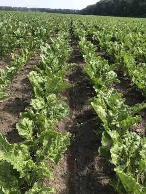 # Tarlada yeşil lahana tarlası #