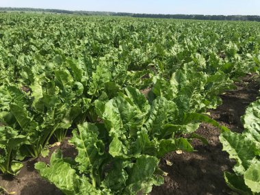 Sabah yeşil lahana tarlası